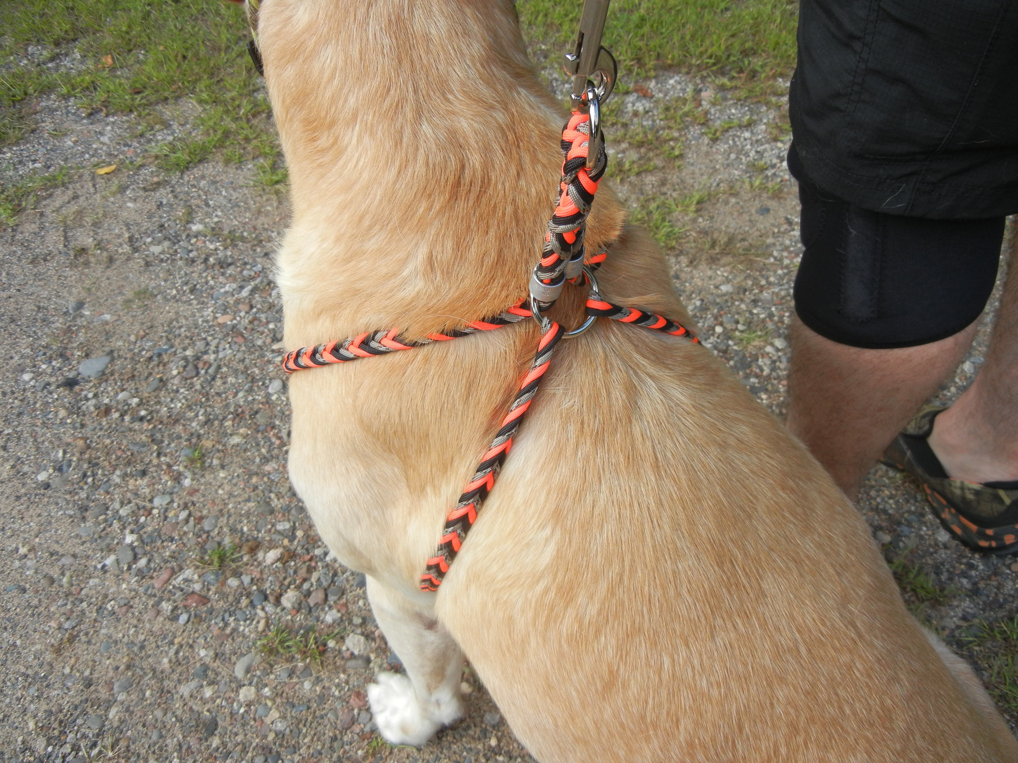 BC Dog Harness